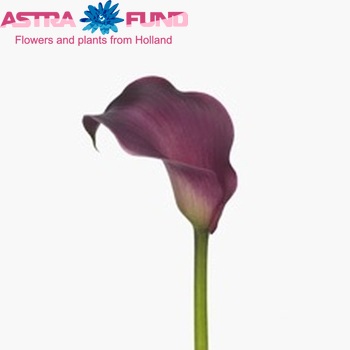 Zantedeschia 'Ruby Sensation' fotografie