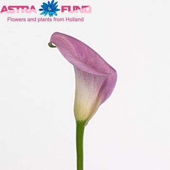 Zantedeschia 'Rubylite Pink Ice' fotografie