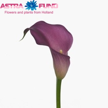 Zantedeschia 'Rubylite Rose' fotografie