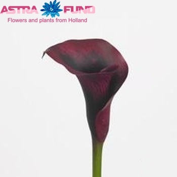 Zantedeschia 'Rudolph' fotografie