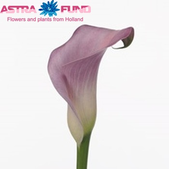 Zantedeschia 'Samur' fotografie