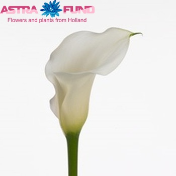 Zantedeschia 'Sapporo' fotografie