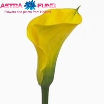 Zantedeschia 'Satima Gold' fotografie