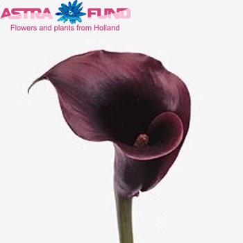 Zantedeschia 'Schwarzwalder' fotografie