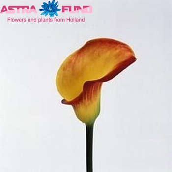 Zantedeschia 'Selina' fotografie