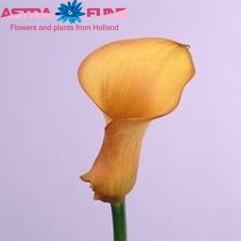 Zantedeschia 'Sensation' fotografie