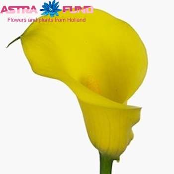 Zantedeschia 'Serrada' photo