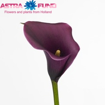 Zantedeschia Shiraz photo