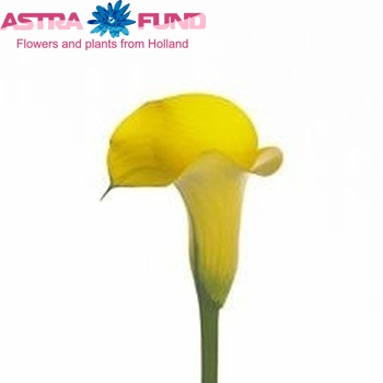 Zantedeschia 'Sole Mio' photo