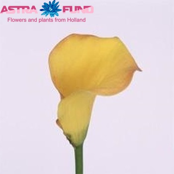 Zantedeschia 'Sun Rise' photo