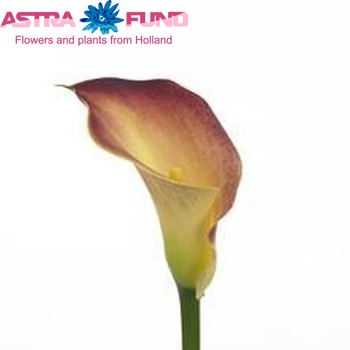 Zantedeschia 'Sunlife' photo
