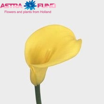 Zantedeschia 'Sunshine' photo