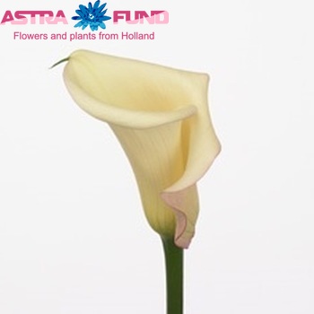 Zantedeschia 'Sweet Heart' photo