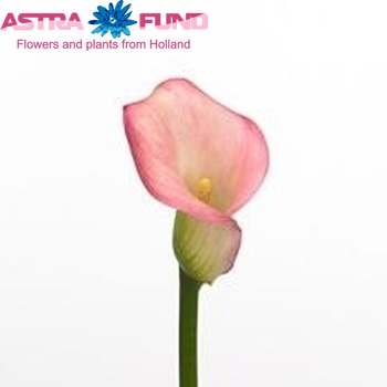 Zantedeschia 'Sweet Talk' photo