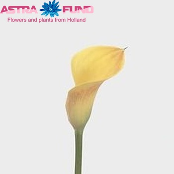 Zantedeschia 'Tahiti' photo