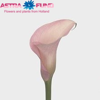 Zantedeschia 'Totall Touch' photo