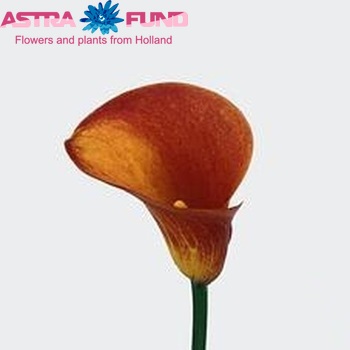 Zantedeschia 'Treasure' fotografie
