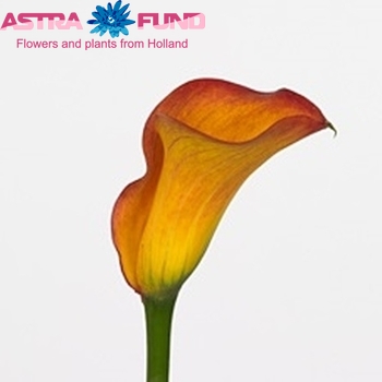 Zantedeschia 'Tresor' fotografie