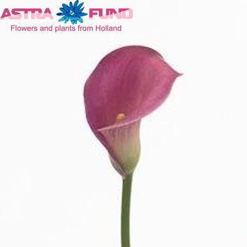 Zantedeschia 'Valentino' fotografie