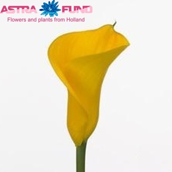 Zantedeschia 'Valparaiso' fotografie