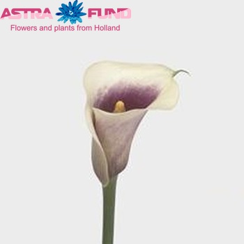 Zantedeschia 'Vermeer' fotografie