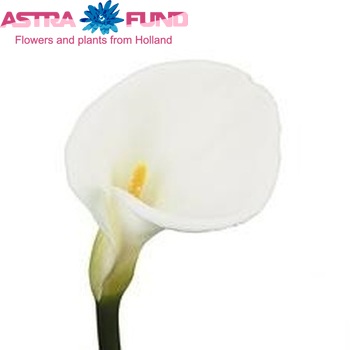 Zantedeschia 'White Dream' fotografie
