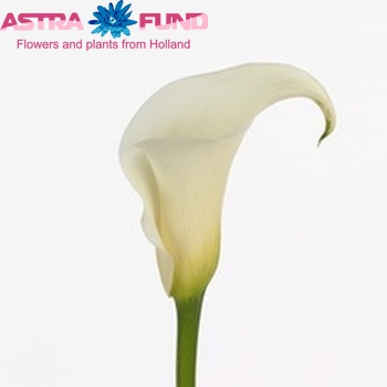 Zantedeschia 'White Ideal' fotografie