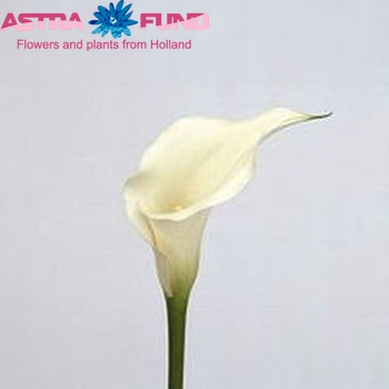 Zantedeschia 'White Trendy' fotografie