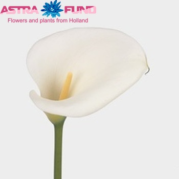 Zantedeschia 'White Virgin' fotografie