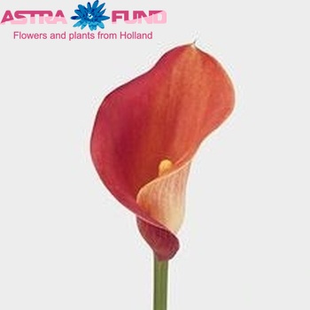 Zantedeschia 'Woody Woodpecker' fotografie
