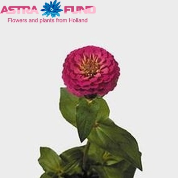 Zinnia elegans photo