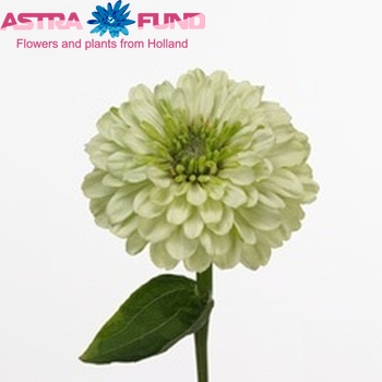 Zinnia elegans 'Benary's Giant White' photo