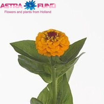 Zinnia elegans 'Oklahoma Gold' photo