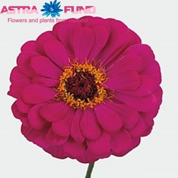 Zinnia 'Envy' photo