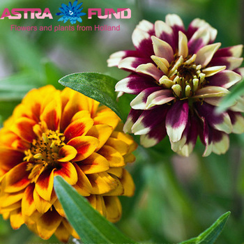 Zinnia haageana 'Persian Carpet' photo