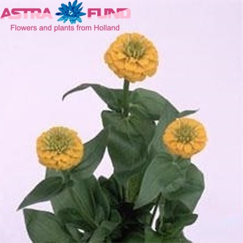 Zinnia Lilliput Golden photo