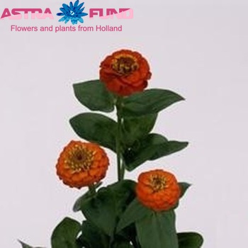Zinnia Lilliput Orange photo