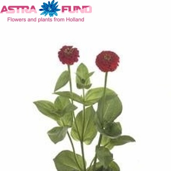 Zinnia Lilliput Red photo