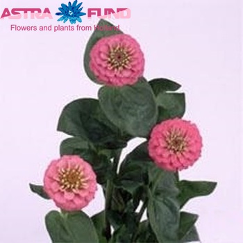 Zinnia Lilliput Rose photo