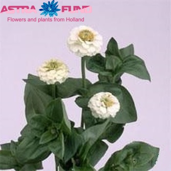Zinnia Lilliput White photo