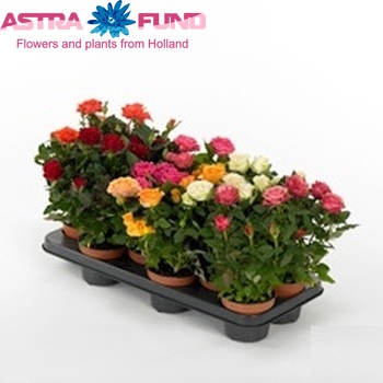 Rosa Esmeralda Kordana Grande fotografie