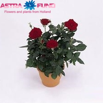 Rosa Espana Forever fotografie