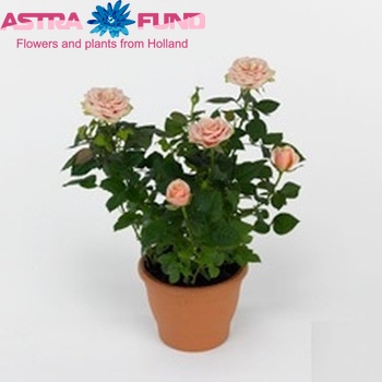 Rosa Favourite Roses Orange fotografie