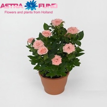 Rosa Favourite Roses Pink fotografie