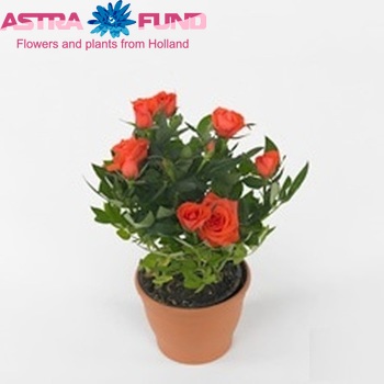 Rosa Flamingo Kordana fotografie