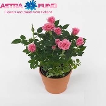 Rosa Flirt Kordana fotografie