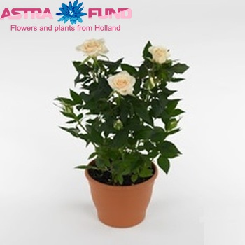 Rosa Freja Parade fotografie