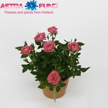 Rosa Hippie Star fotografie