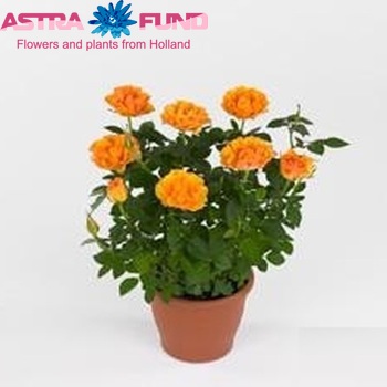 Rosa Mandarina fotografie