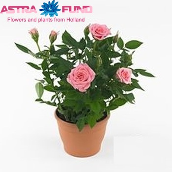 Rosa Neza fotografie